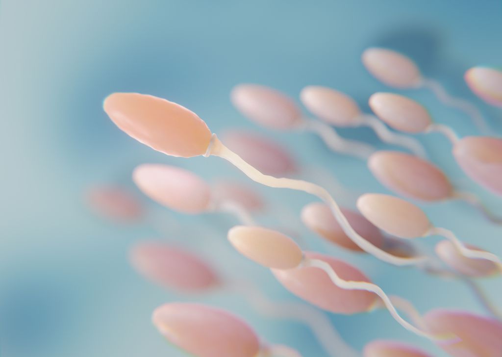 Contraceptivo masculino mostra 100% de eficácia em ratos - 2