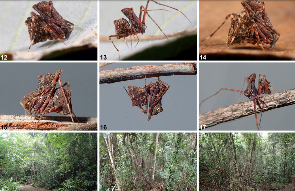 Nova aranha em forma de lança é descoberta na Austrália - 2