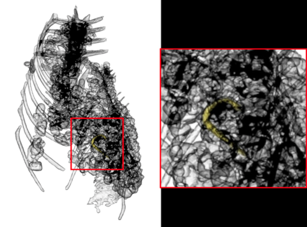 O resultado da tomografia, mostrando o anzol no interior do crocodilo (Imagem: McKnight et al./DAACH)