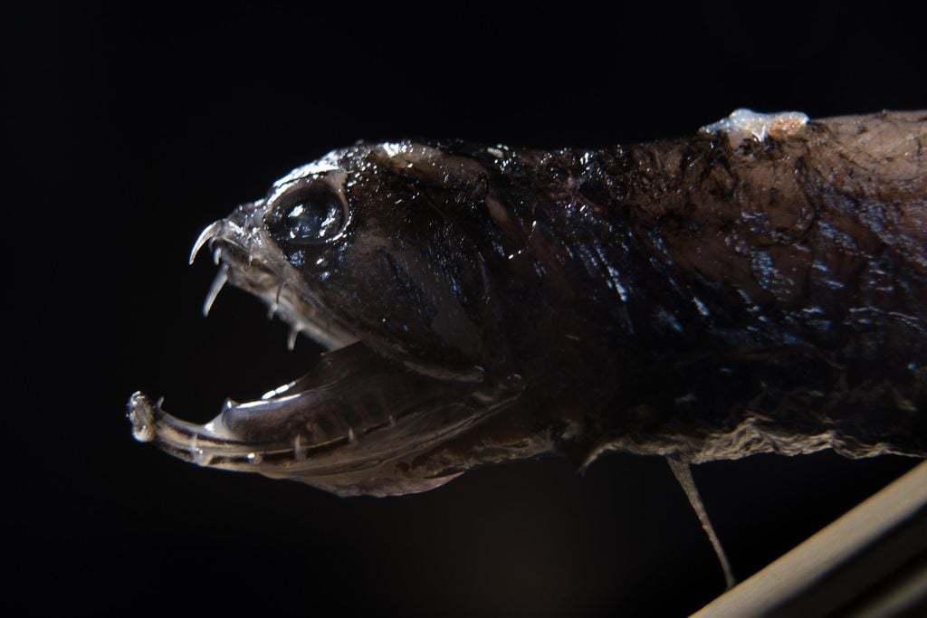 Os peixes-dragão se adaptaram para viver no fundo do mar, tanto criando bioluminescência quanto desenvolvendo grandes olhos (Imagem: David Baillot/UC San Diego/CC-BY-2.0)