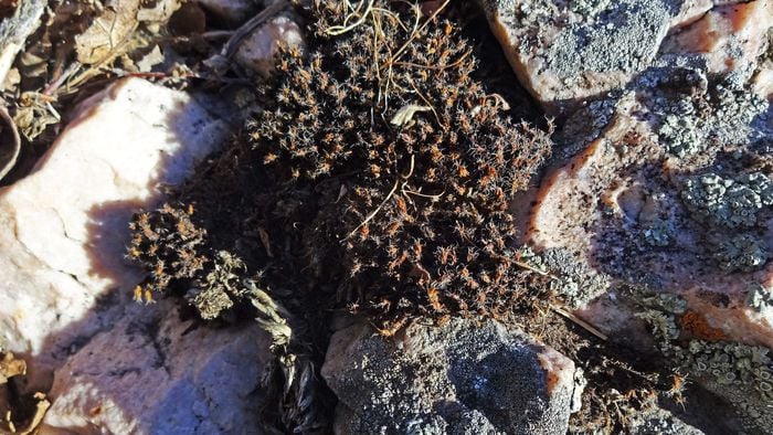 Musgo do deserto resiste à radiação e pode sobreviver em Marte - 1