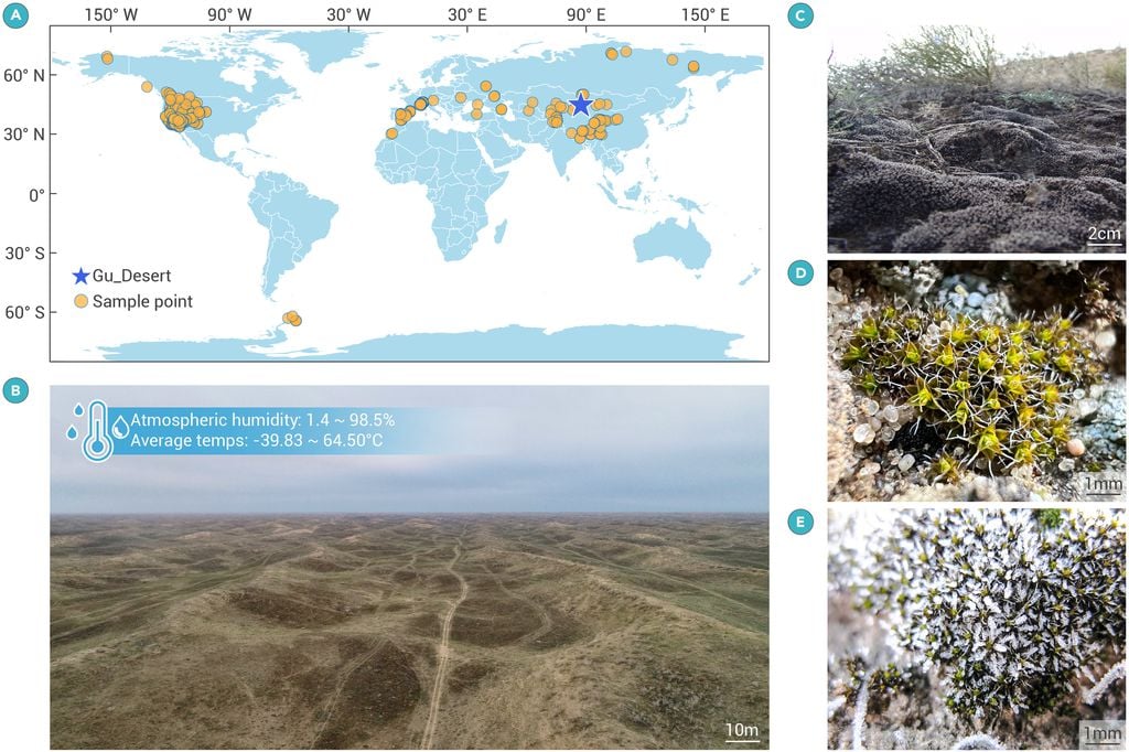 Musgo do deserto resiste à radiação e pode sobreviver em Marte - 2