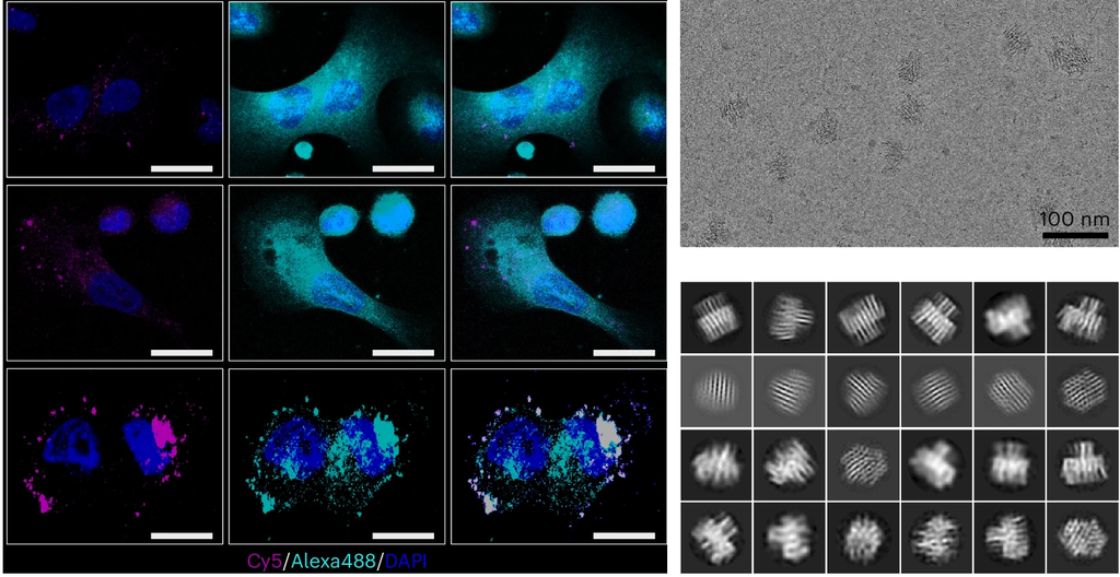 Nanorrobôs destroem células cancerígenas em testes com animais - 2