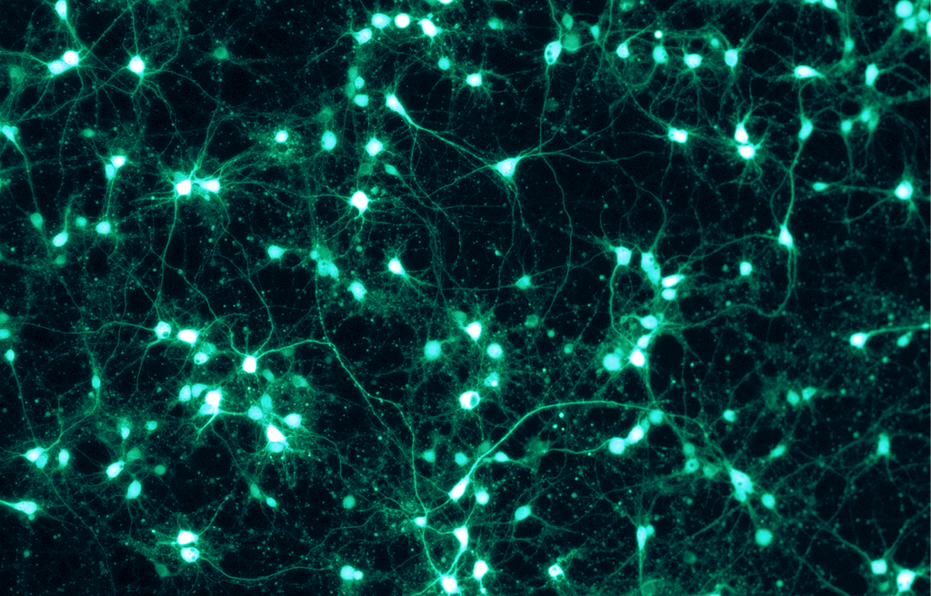 Significados das palavras são encontrados na oscilação de neurônios - 2