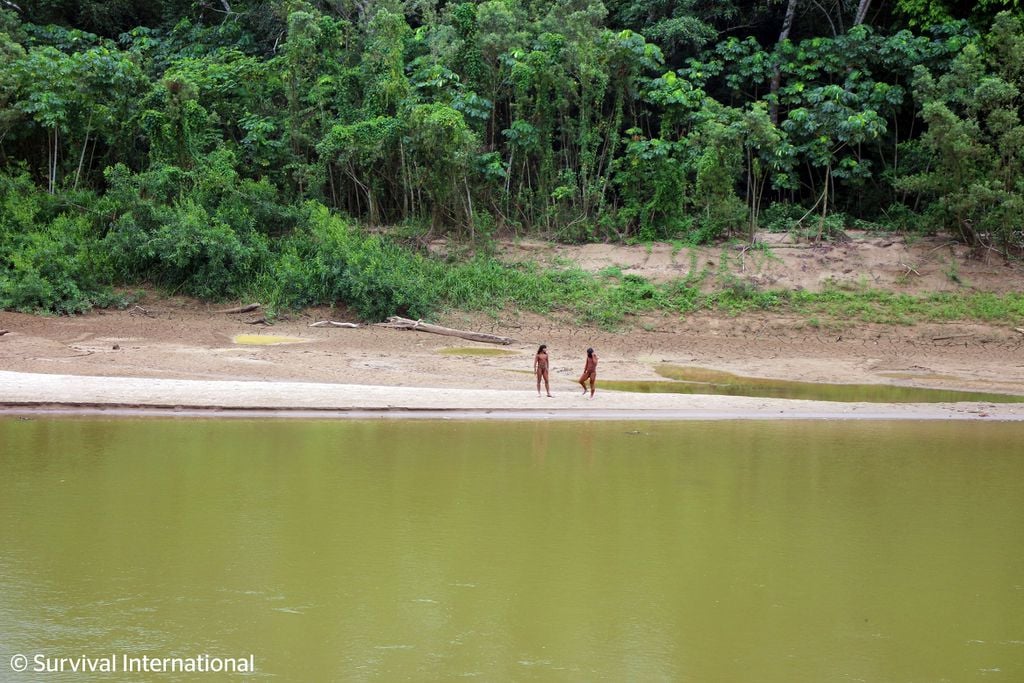 Vídeo mostra tribo isolada se aproximando de áreas de extrativismo na Amazônia - 2